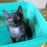 子猫の里親募集（アビシニアン系雑種） サムネイル4