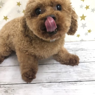 トイプードルのあずみちゃん。