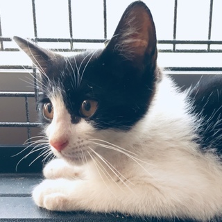 お母さんとはぐれたハチワレ子猫