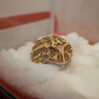 里親決定しました。ありがとうございました。