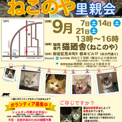 ９月１４日(土)　四谷猫廼舎　里親会（ボランティア募集中）