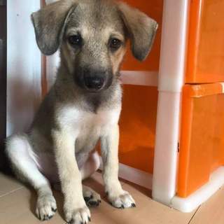 生後3か月仔犬 男の子