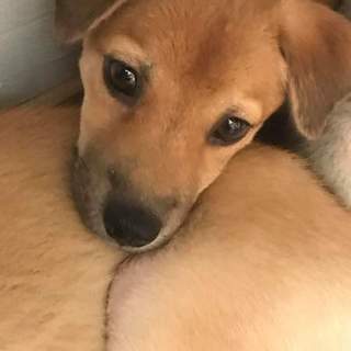 生後3か月仔犬 男の子