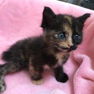 里親決定☆かのこちゃん