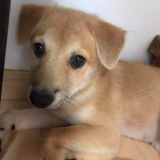生後3か月仔犬 男の子