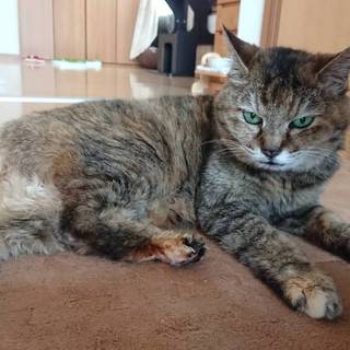 ★もふもふお婆ちゃん猫さん★