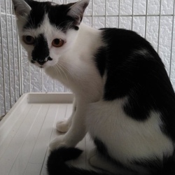 3月14日に愛知県豊橋市で犬猫の譲渡会 サムネイル2