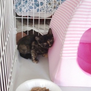 ウチに迷い込んできた子猫　3ヶ月くらい