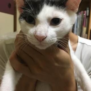 可愛い白黒猫3ヶ月女の子です！