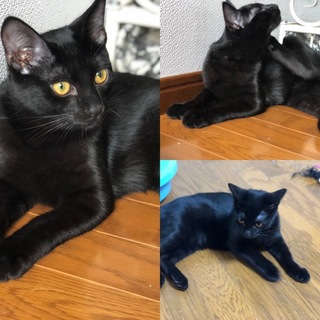 甘えんぼの黒猫ちゃんの里親募集中
