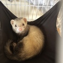 フェレット 2歳半 オス♂