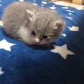 可愛い子猫です