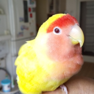 人懐っこい女の子です！