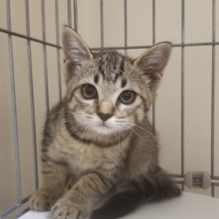 怖がりな女の子を守ってください