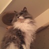 ハパ