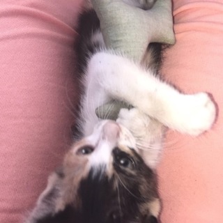 三毛猫ちゃんの里親募集してます！