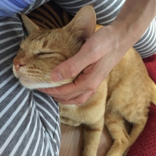 甘えん坊茶とらくん