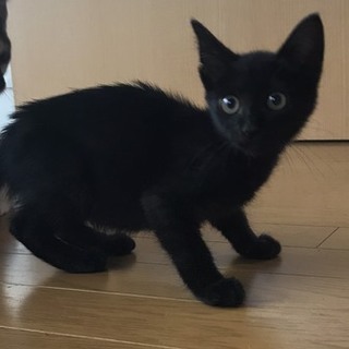 クロ子猫 冬ちゃん