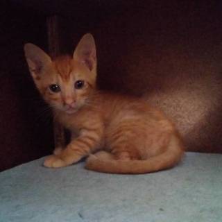 チャトラちび子猫  マロン