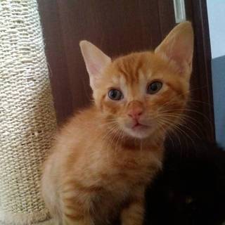 チャトラ子猫   クリくん