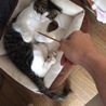 みーすけ}