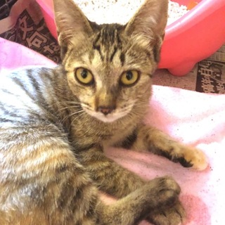 キジトラの子猫（女の子）