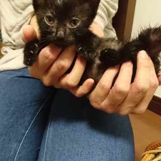 クロ子猫、男の子クウくん