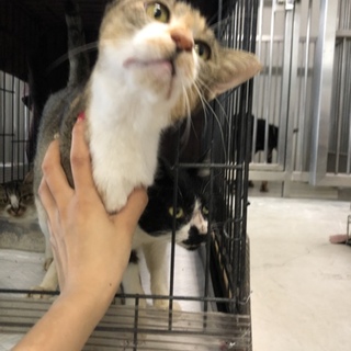 甘えたくて、出して欲しくて仕方がない可愛い3匹♡