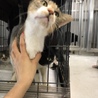 甘えたくて、出して欲しくて仕方がない可愛い3匹♡