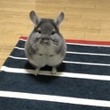チンチラちゃんの里親を募集します。
