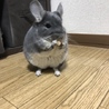 チンチラちゃんの里親を募集します。 サムネイル2