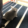 チンチラちゃんの里親を募集します。 サムネイル3