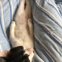 シー