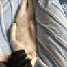 シー}