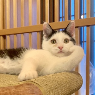 <9/15日里親会参加＞山手の愛され猫、みかん