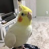クッピーハッピー