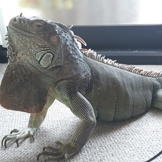 うちのイグアナを大事にしてくれる方募集します