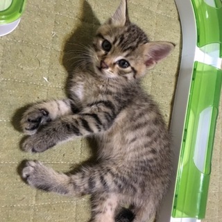 わんちゃんとも仲良しの男の子です