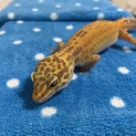 レオパの里親募集中