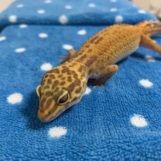 レオパの里親募集中