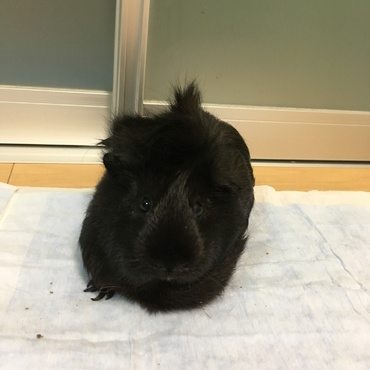 つむじの位置で常に前髪がたっています