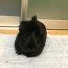 つむじの位置で常に前髪がたっています