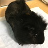 つむじが沢山あって、所々茶メッシュが…女の子です！