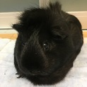 ！急募！真っ黒で可愛いモルモットです