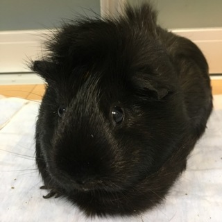 ！急募！真っ黒で可愛いモルモットです