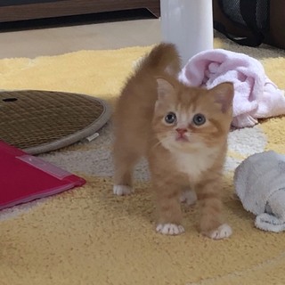 スコティッシュフォールドのメス3ヶ月