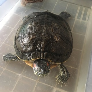 引き続き大事にしてくれる里親さん募集してます！