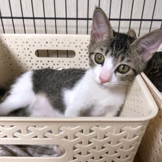 兄妹仲良し　オー君　２ヵ月半