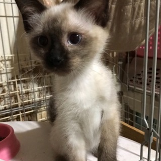 おしゃべりなシャムｍｉｘ風（ふう）ちゃん