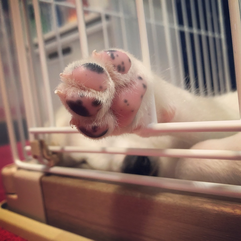 リリーのカバー写真